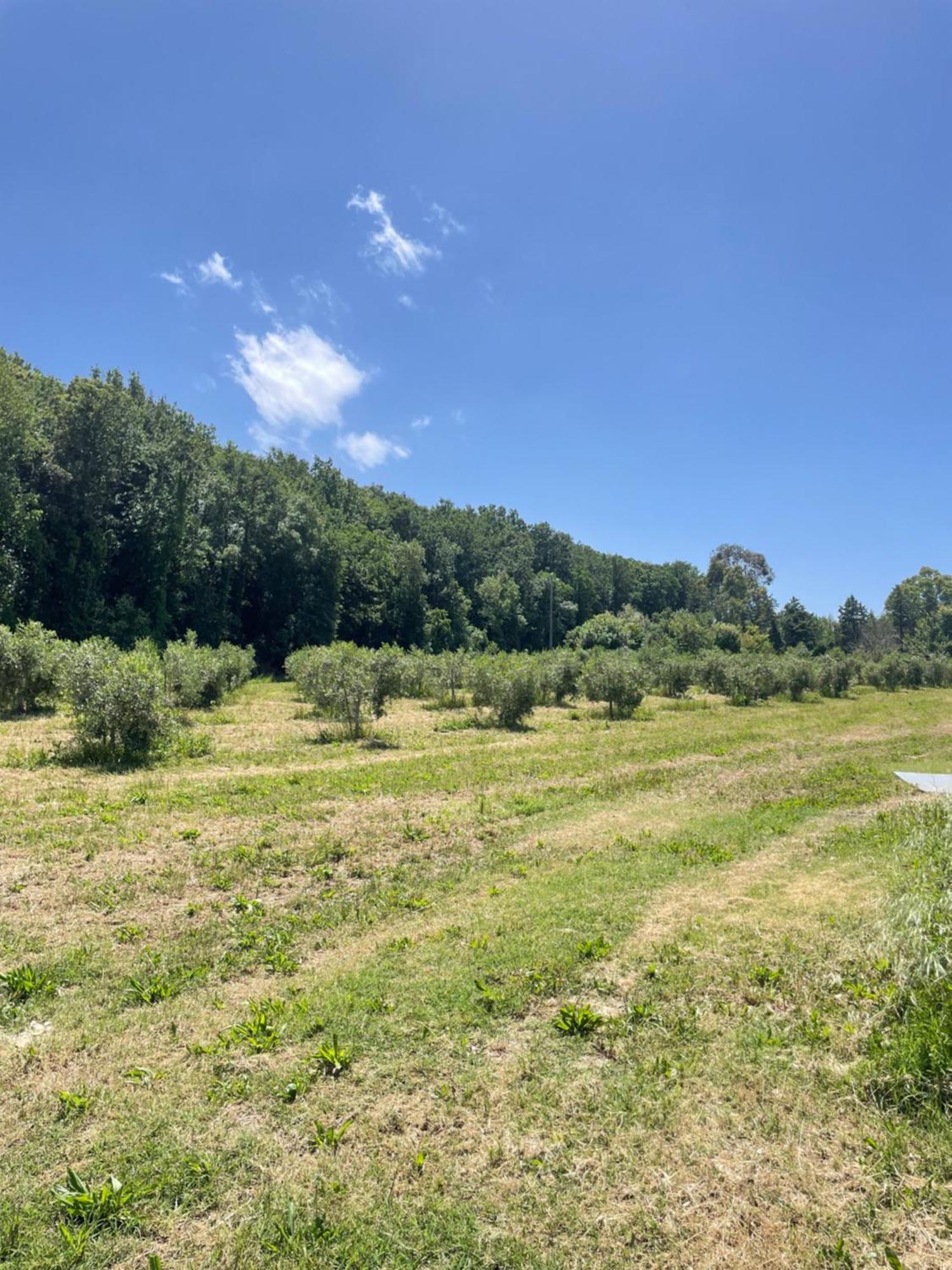 Il Leccio Agriturismo Fiorino ภายนอก รูปภาพ