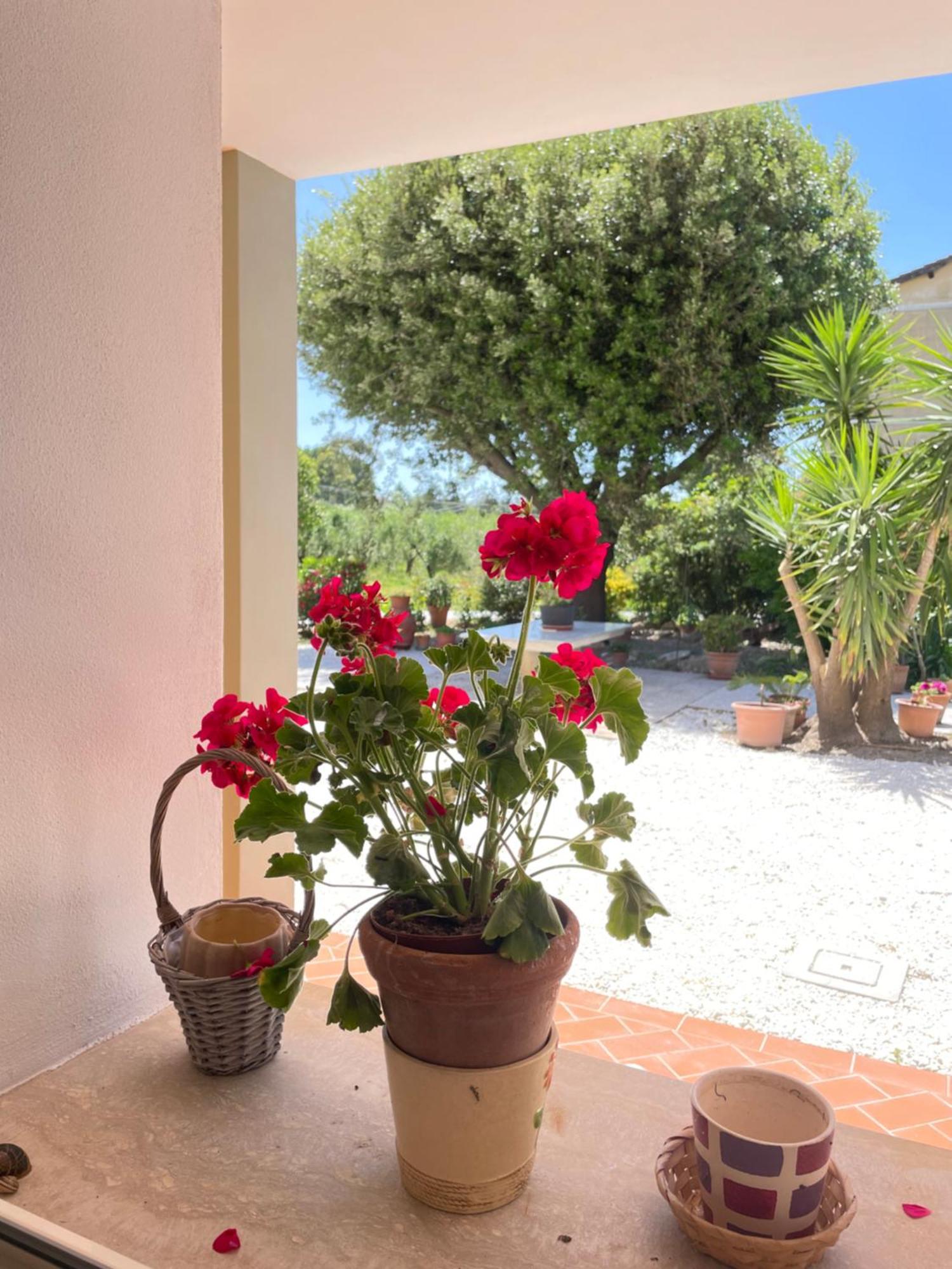 Il Leccio Agriturismo Fiorino ภายนอก รูปภาพ