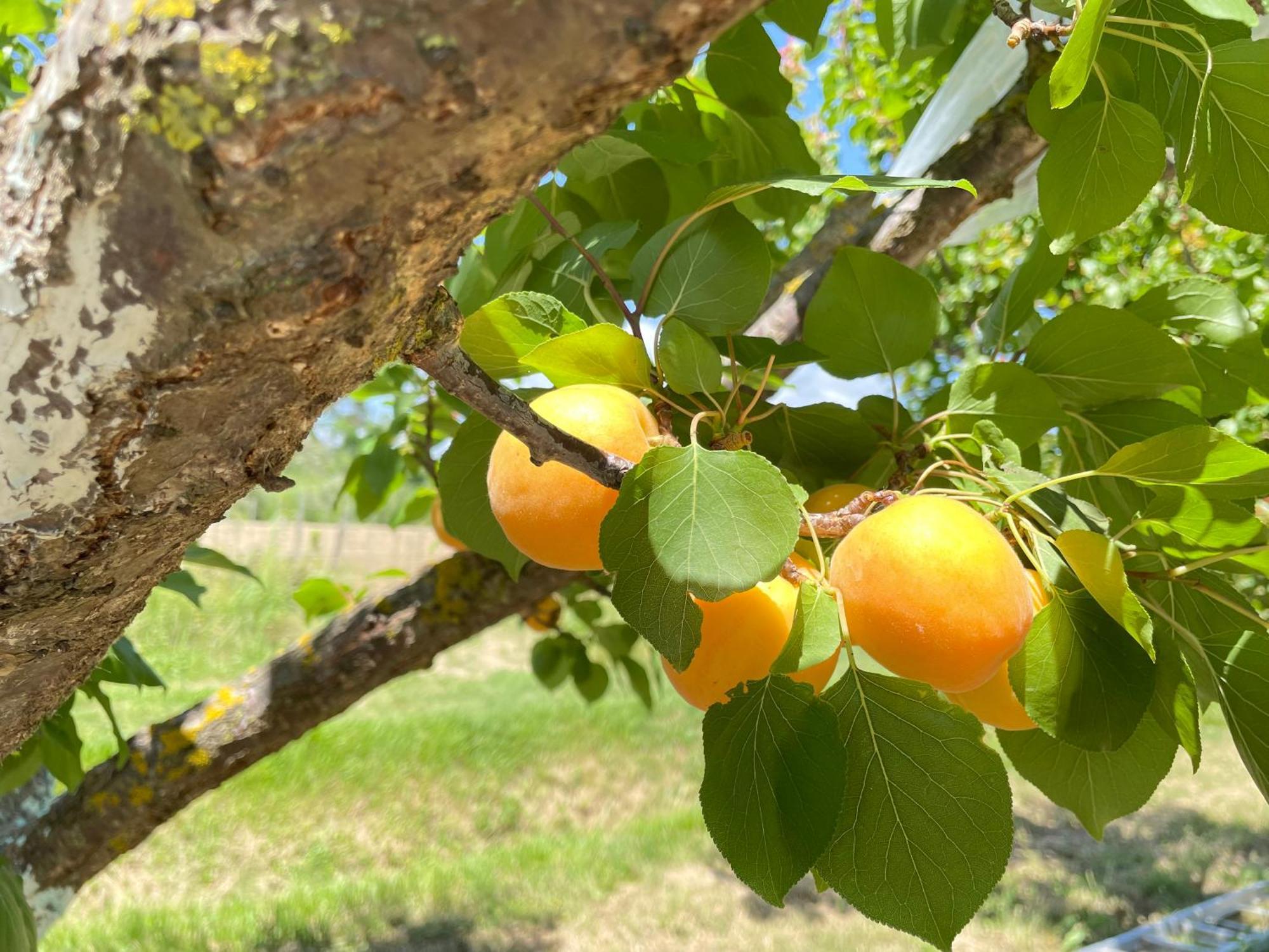 Il Leccio Agriturismo Fiorino ภายนอก รูปภาพ