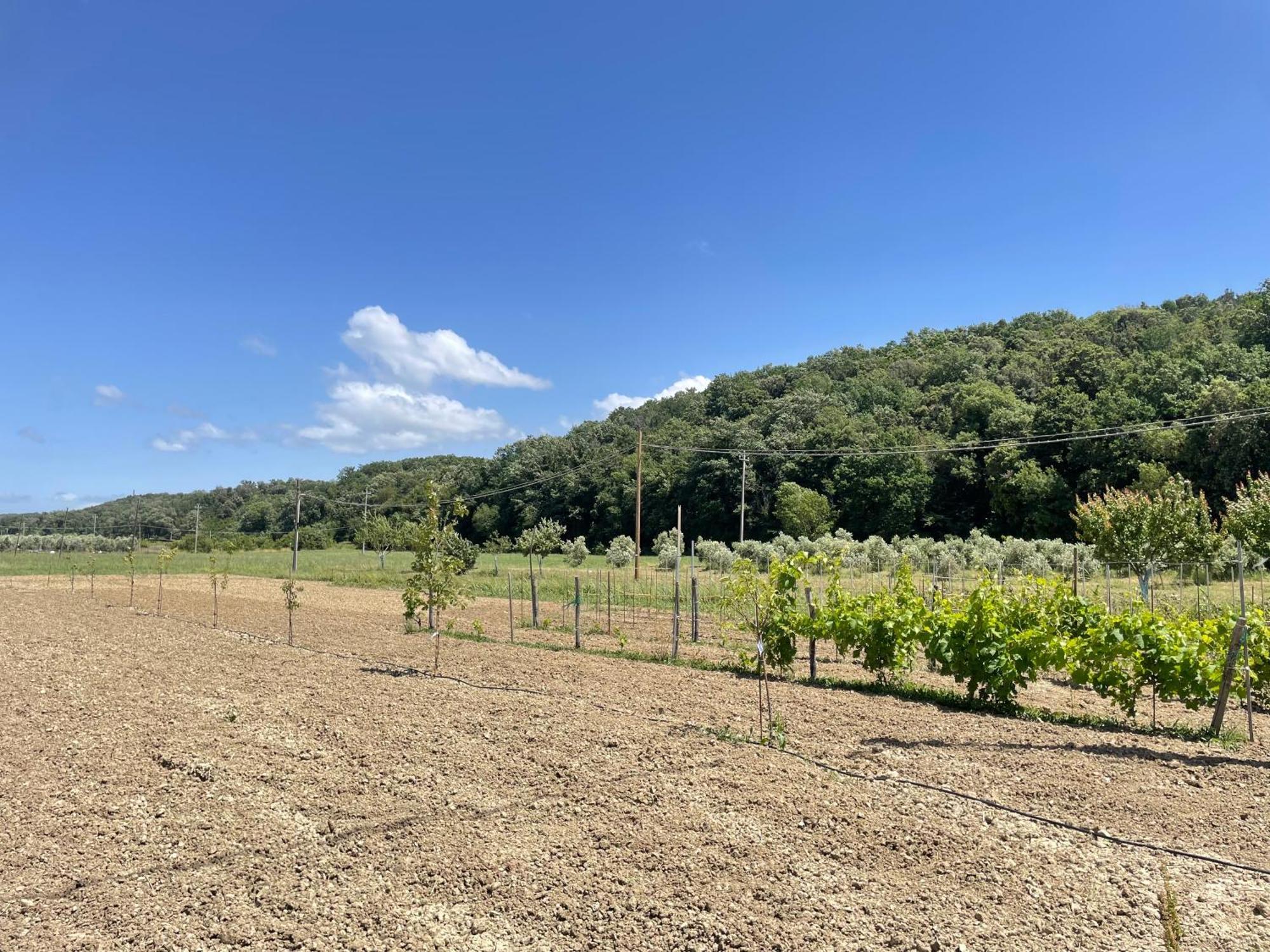 Il Leccio Agriturismo Fiorino ภายนอก รูปภาพ