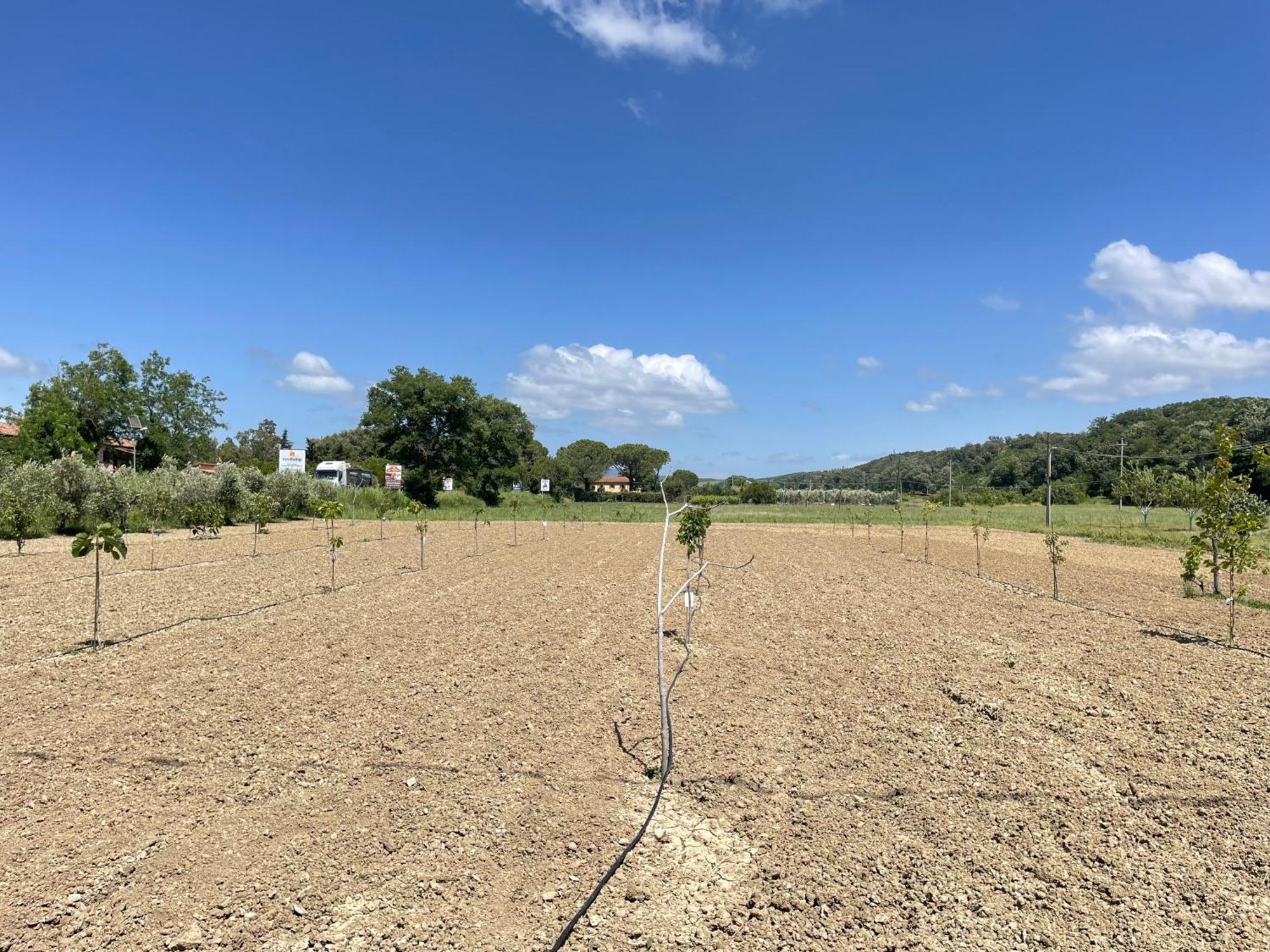 Il Leccio Agriturismo Fiorino ภายนอก รูปภาพ