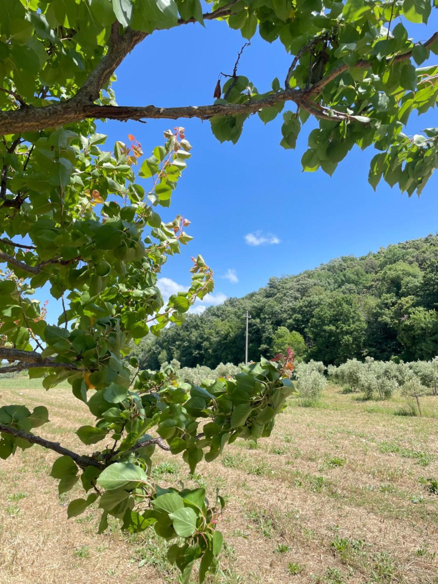 Il Leccio Agriturismo Fiorino ภายนอก รูปภาพ