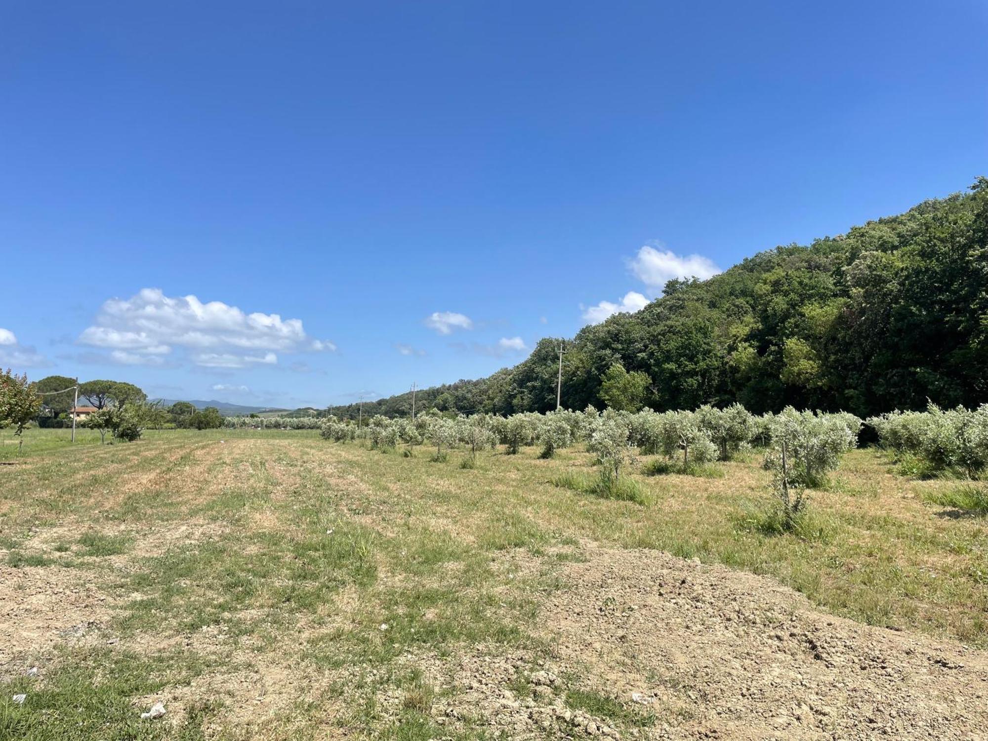 Il Leccio Agriturismo Fiorino ภายนอก รูปภาพ
